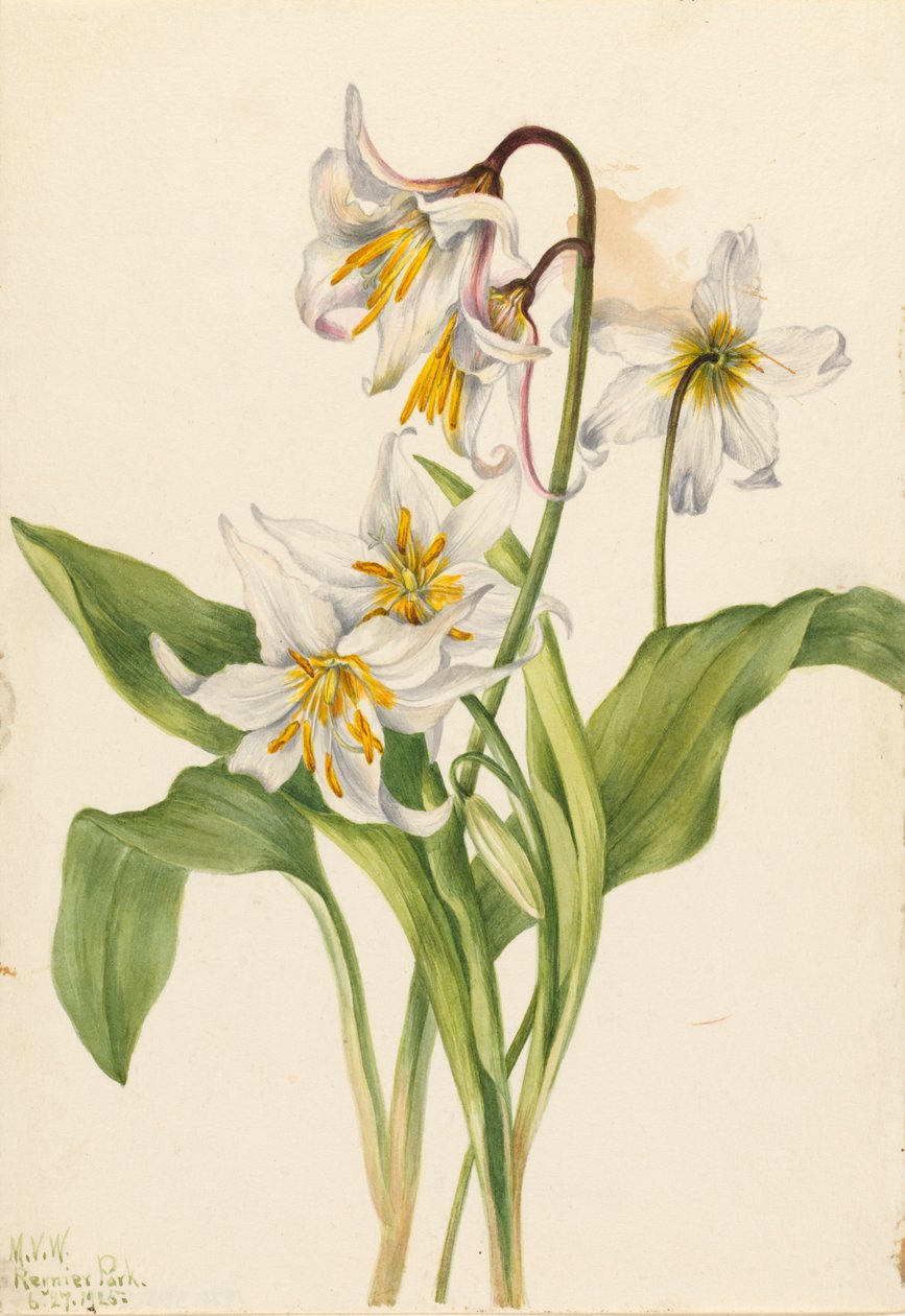 Çığ Zambak Erythronium montanum, 1925 by Mary Vaux Walcott