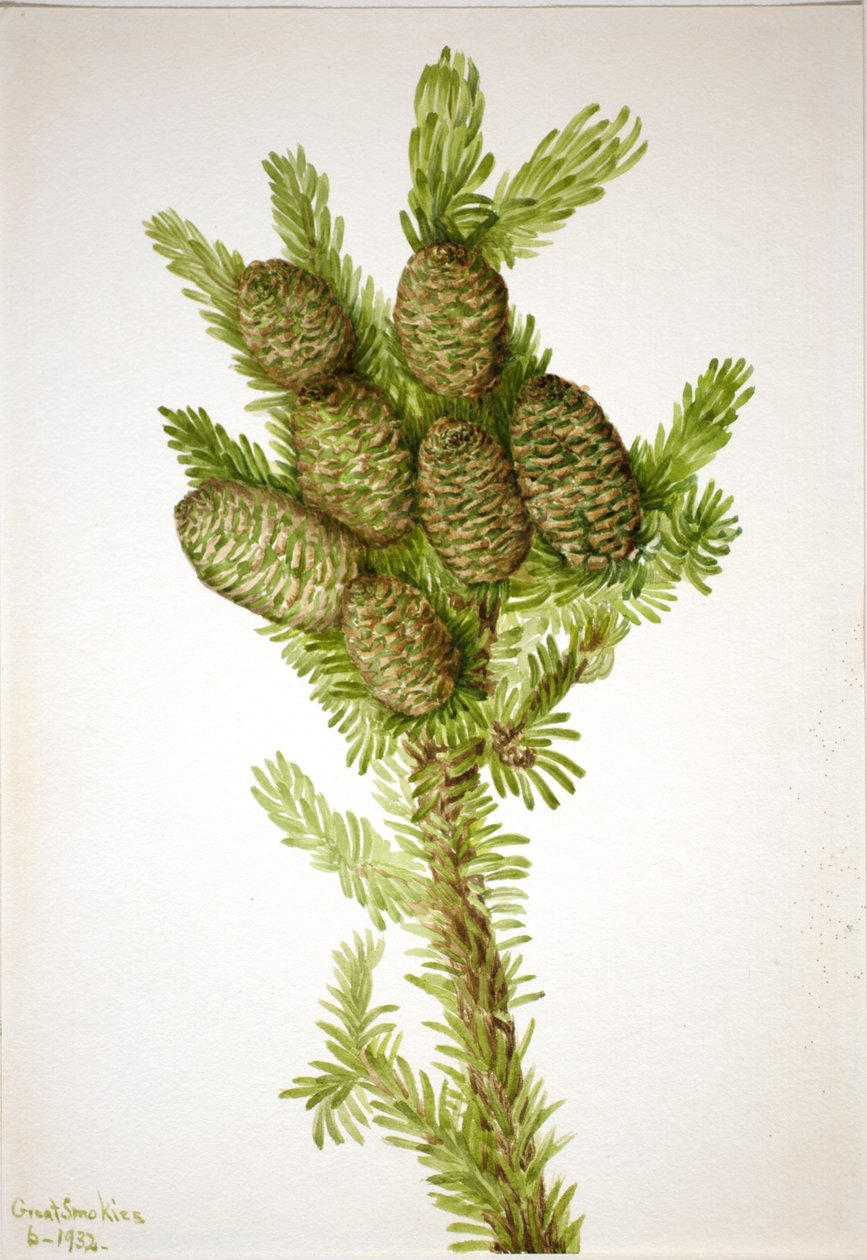  by Mary Vaux Walcott