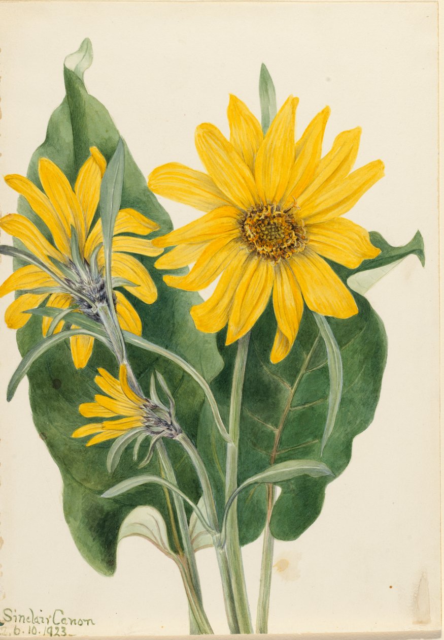 Balsamroot Balsamorhiza sagittata, 1923. by Mary Vaux Walcott