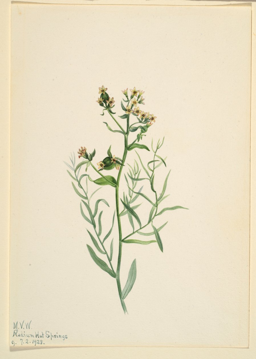  by Mary Vaux Walcott