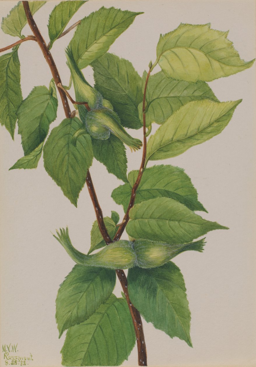 Gagalı Fındık Corylus rostrata, 1932. by Mary Vaux Walcott