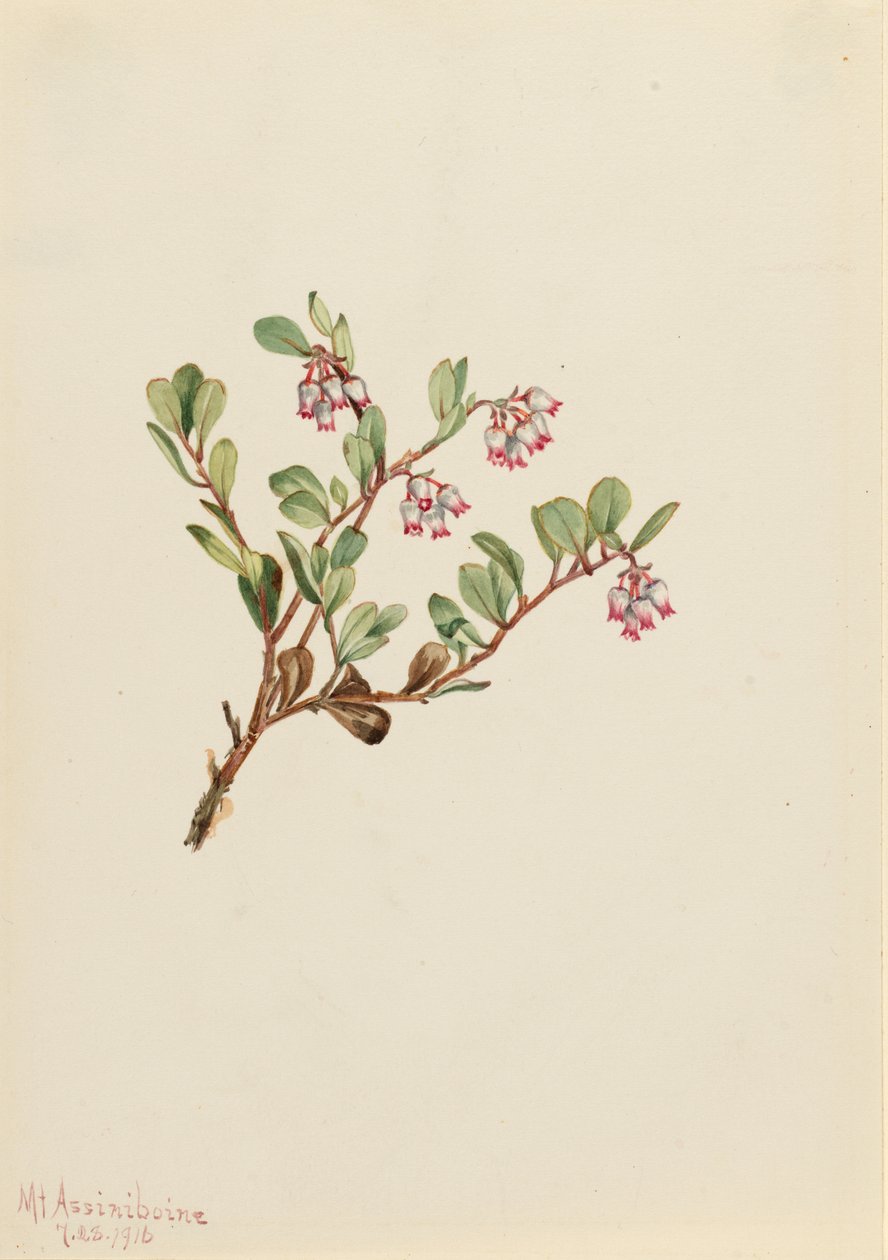  by Mary Vaux Walcott