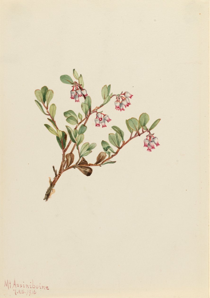 Bearberry Arctostaphylos üzüm ayısı, 1916 by Mary Vaux Walcott