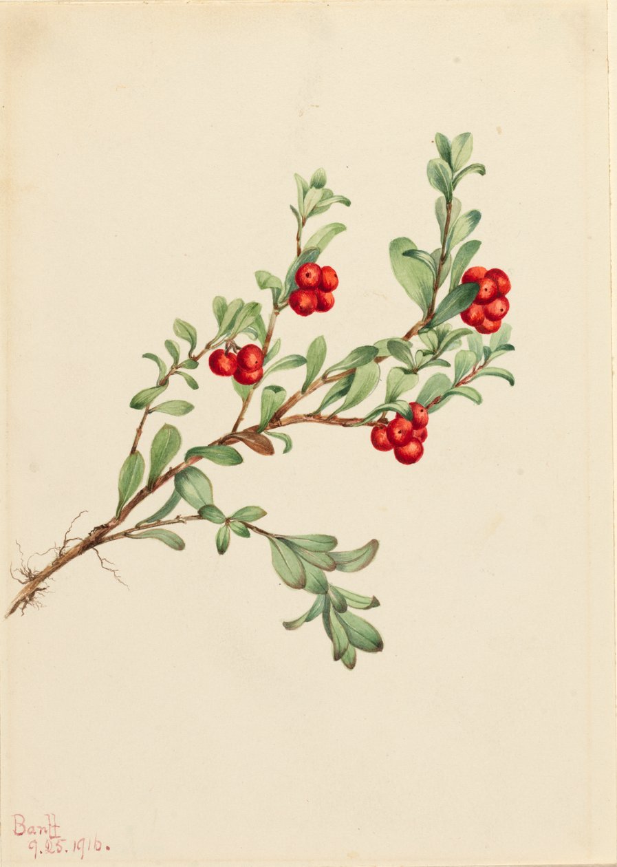 Bearberry Arctostaphylos üzüm ayısı, 1916 by Mary Vaux Walcott