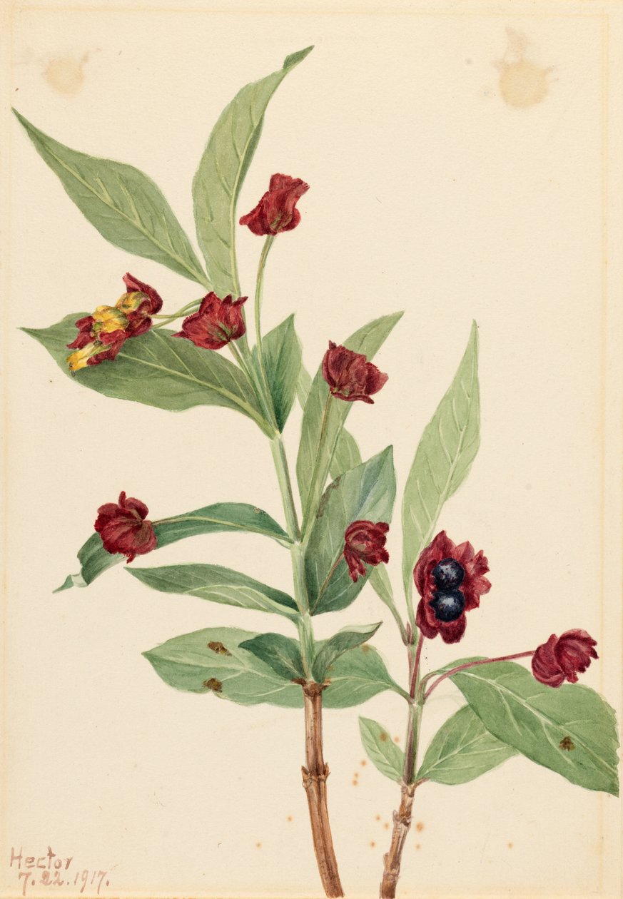  by Mary Vaux Walcott