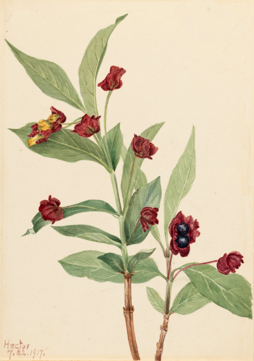 Bearberry Hanımeli Lonicera involucrata, 1917. by Mary Vaux Walcott