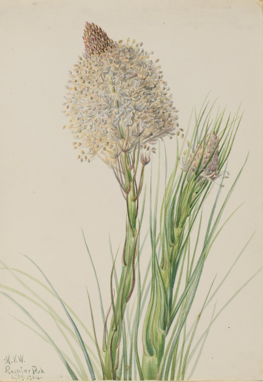 Beargrass Xerophyllum tenax, 1924. by Mary Vaux Walcott