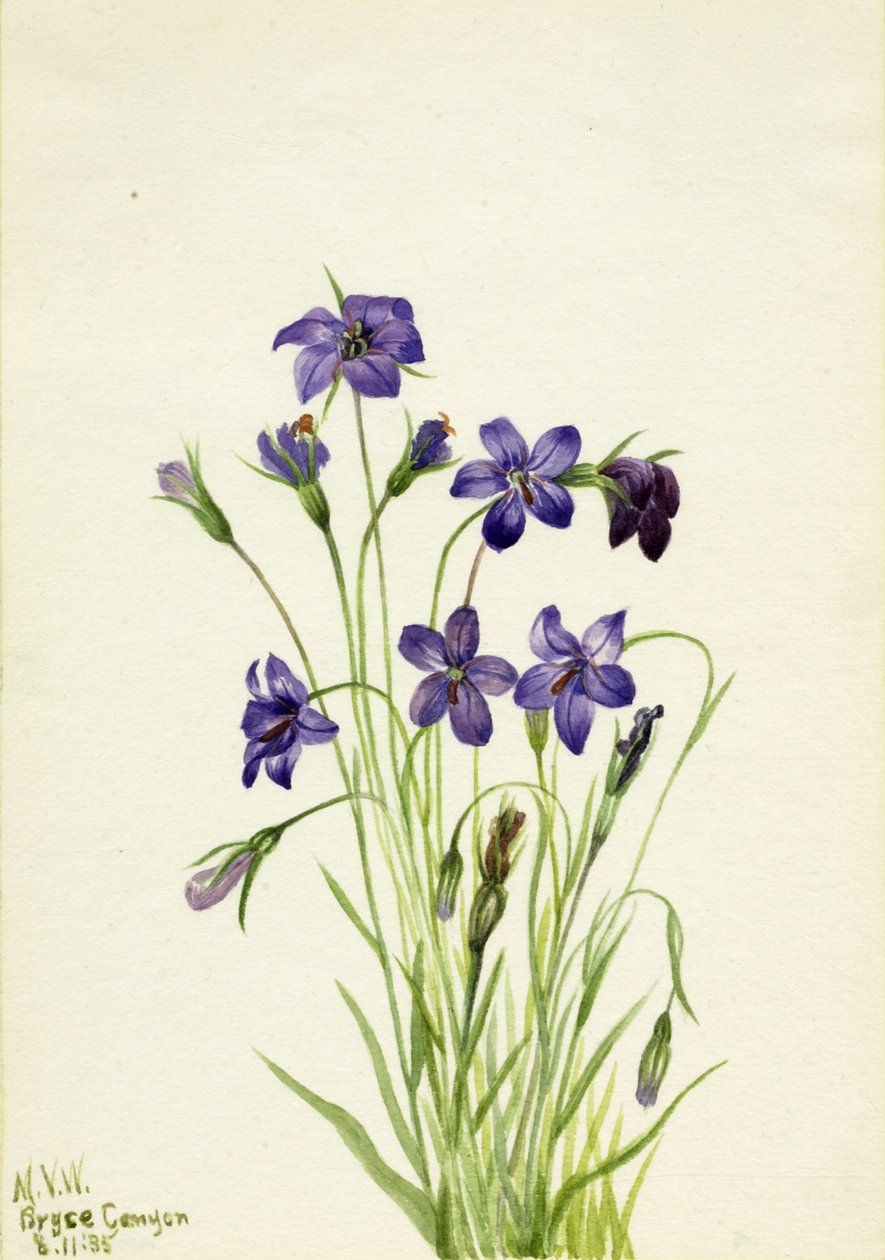  by Mary Vaux Walcott