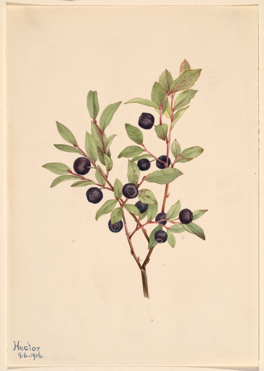  by Mary Vaux Walcott