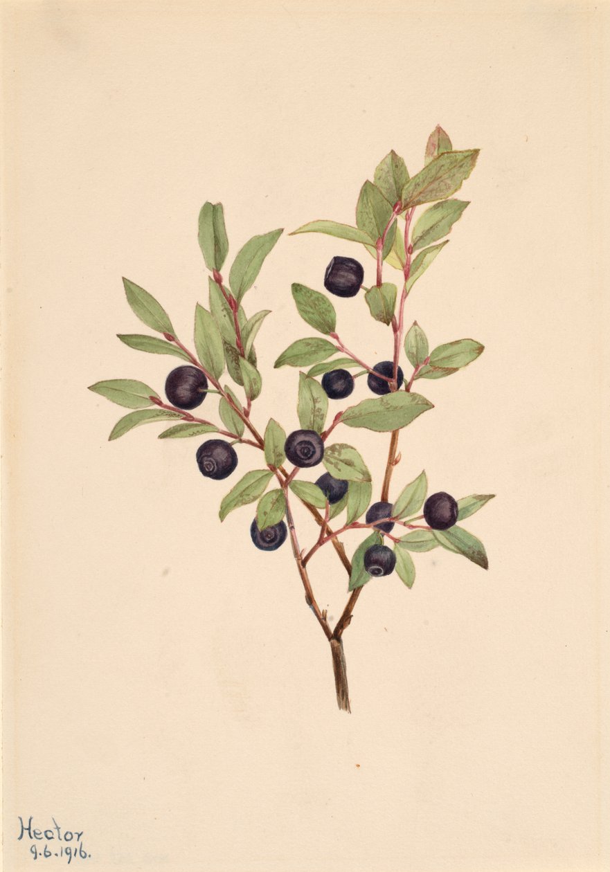 Büyük Whortleberry Vaccinium membranaceum, 1916. by Mary Vaux Walcott