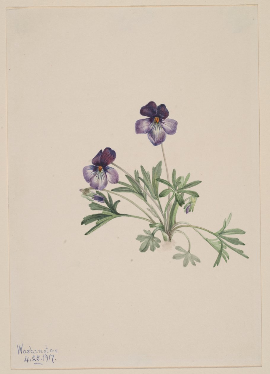  by Mary Vaux Walcott