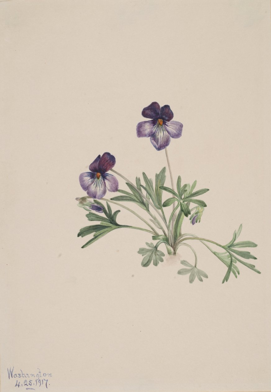 Birdsfoot Menekşe Viola pedata, 1917. by Mary Vaux Walcott