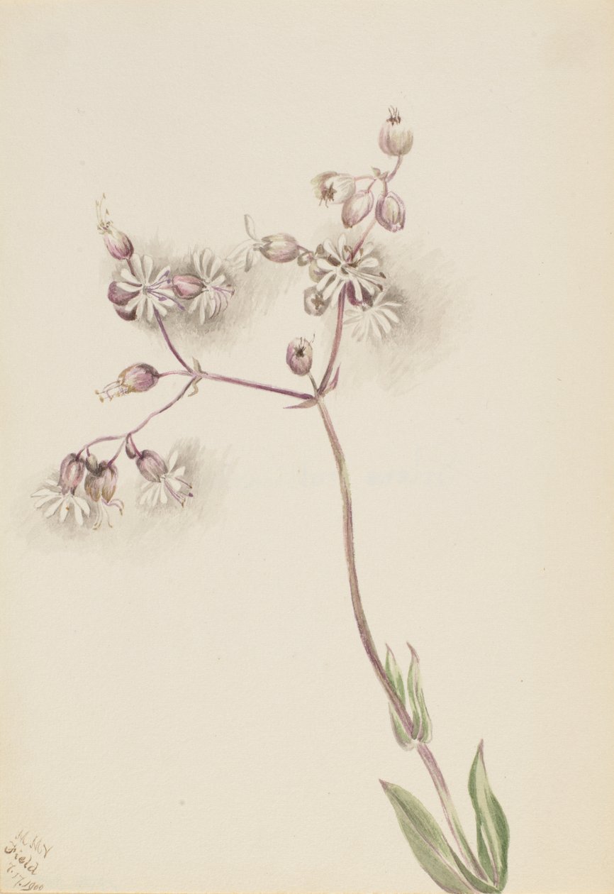 Mesane Campion Silene latifolia, 1900. by Mary Vaux Walcott