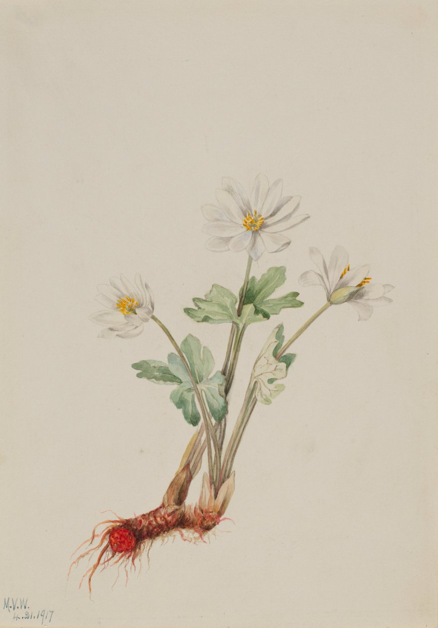  by Mary Vaux Walcott