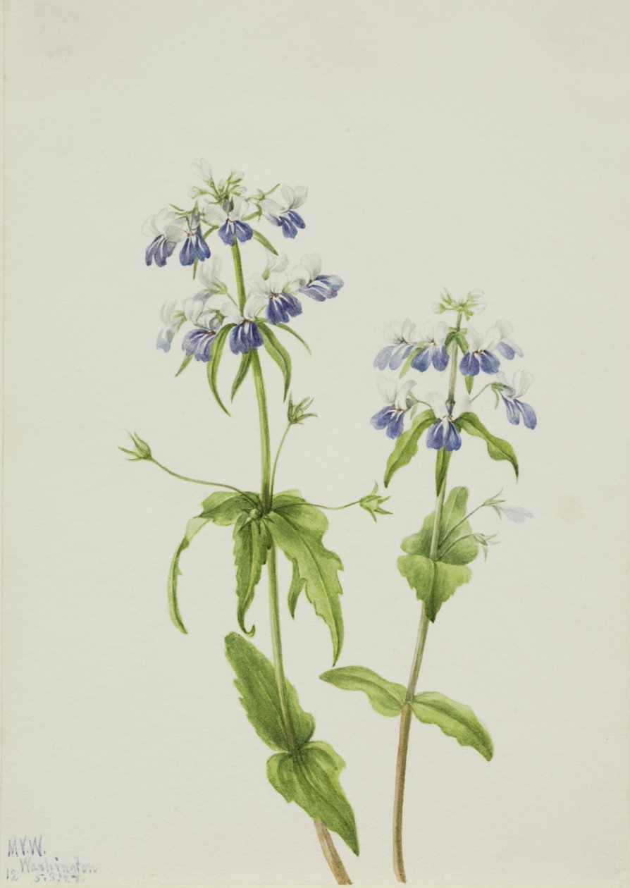Mavi Gözlü Mary Collinsia verna, 1927. by Mary Vaux Walcott