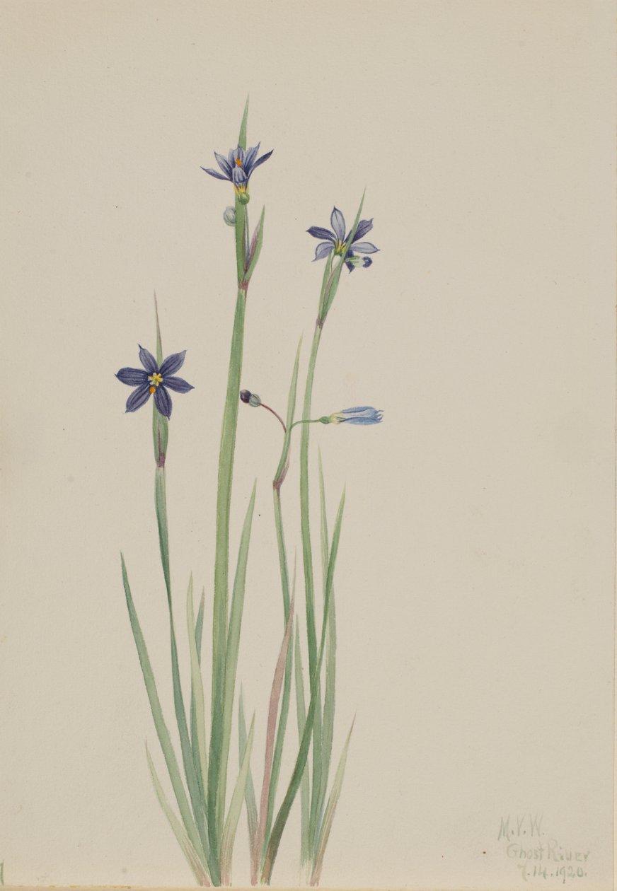  by Mary Vaux Walcott