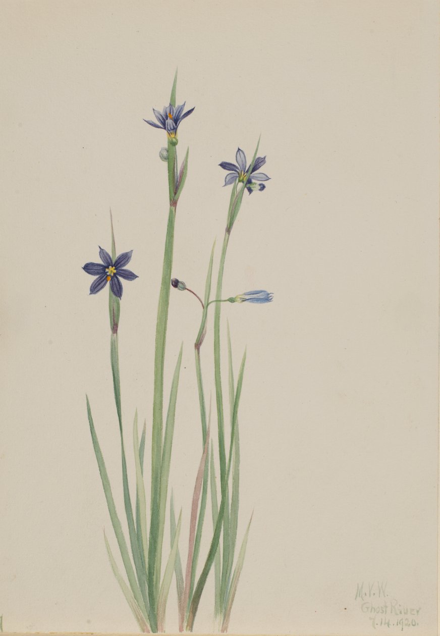 Mavi gözlü çimen Sisyrinchium angustifolium, 1920. by Mary Vaux Walcott