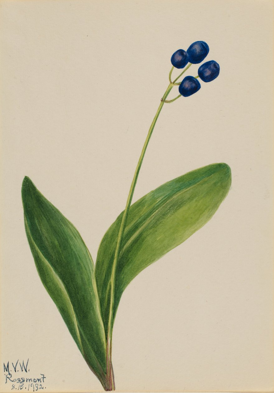  by Mary Vaux Walcott