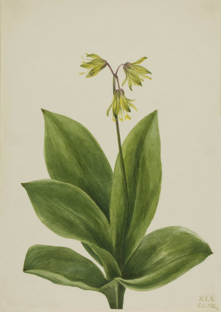 Mavi Boncuk Clintonia borealis, 1924. by Mary Vaux Walcott