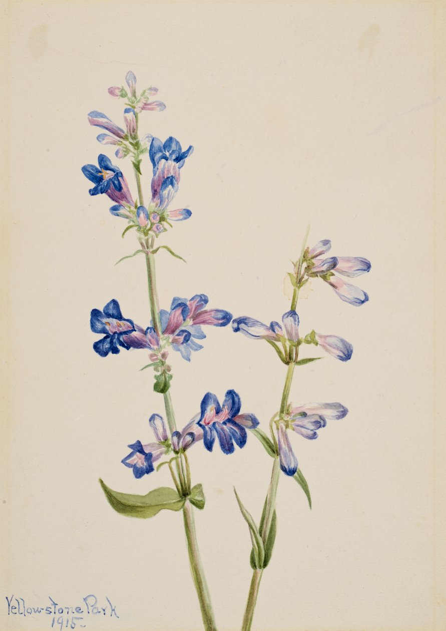 Mavi Sakaldil Penstemon, 1915. by Mary Vaux Walcott