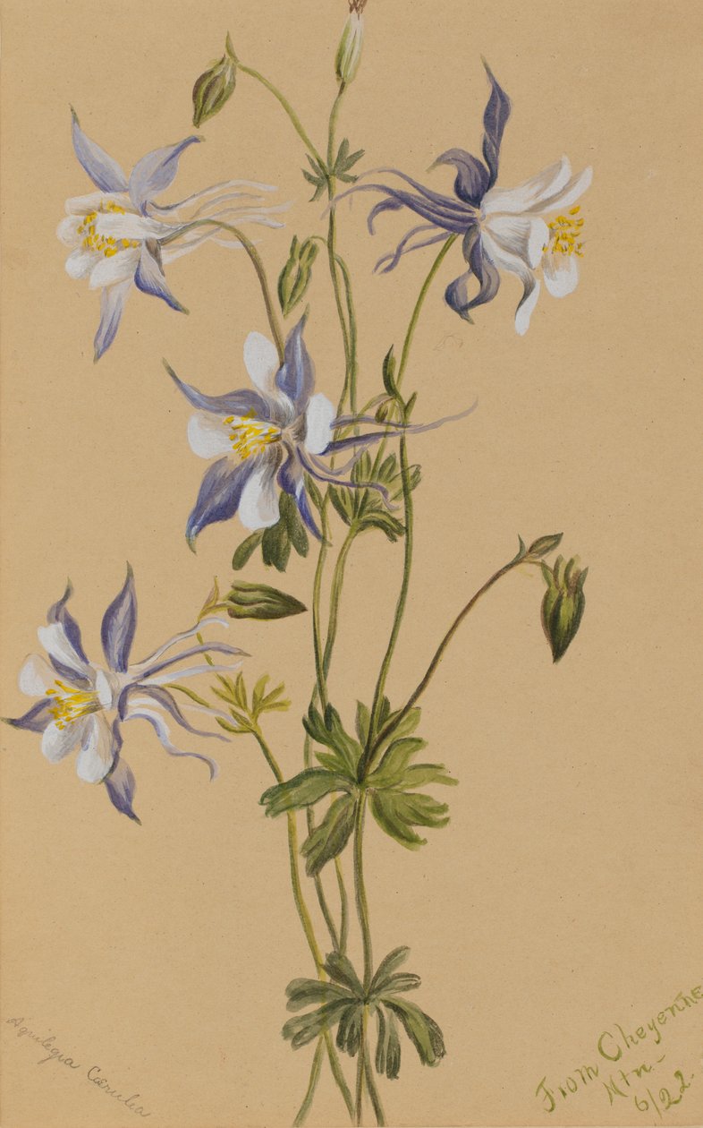 Mavi Columbine Aquilegia caerulea, 1922 by Mary Vaux Walcott