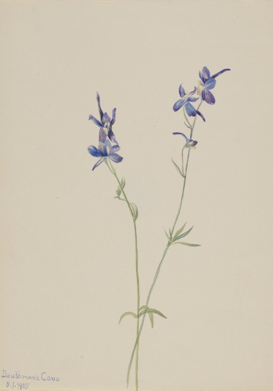  by Mary Vaux Walcott