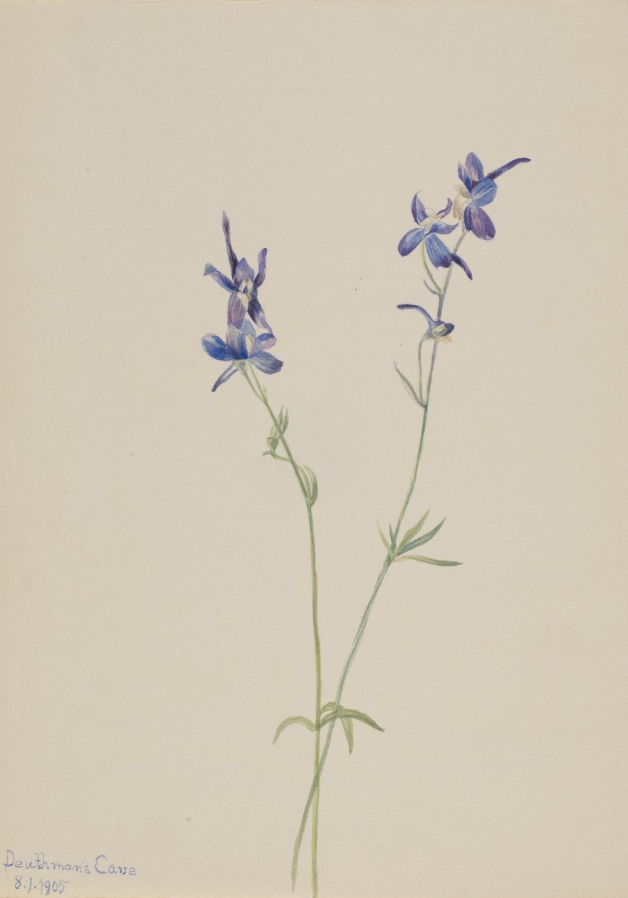 Mavi Larkspur Delphinium nuttallianum, 1905. by Mary Vaux Walcott