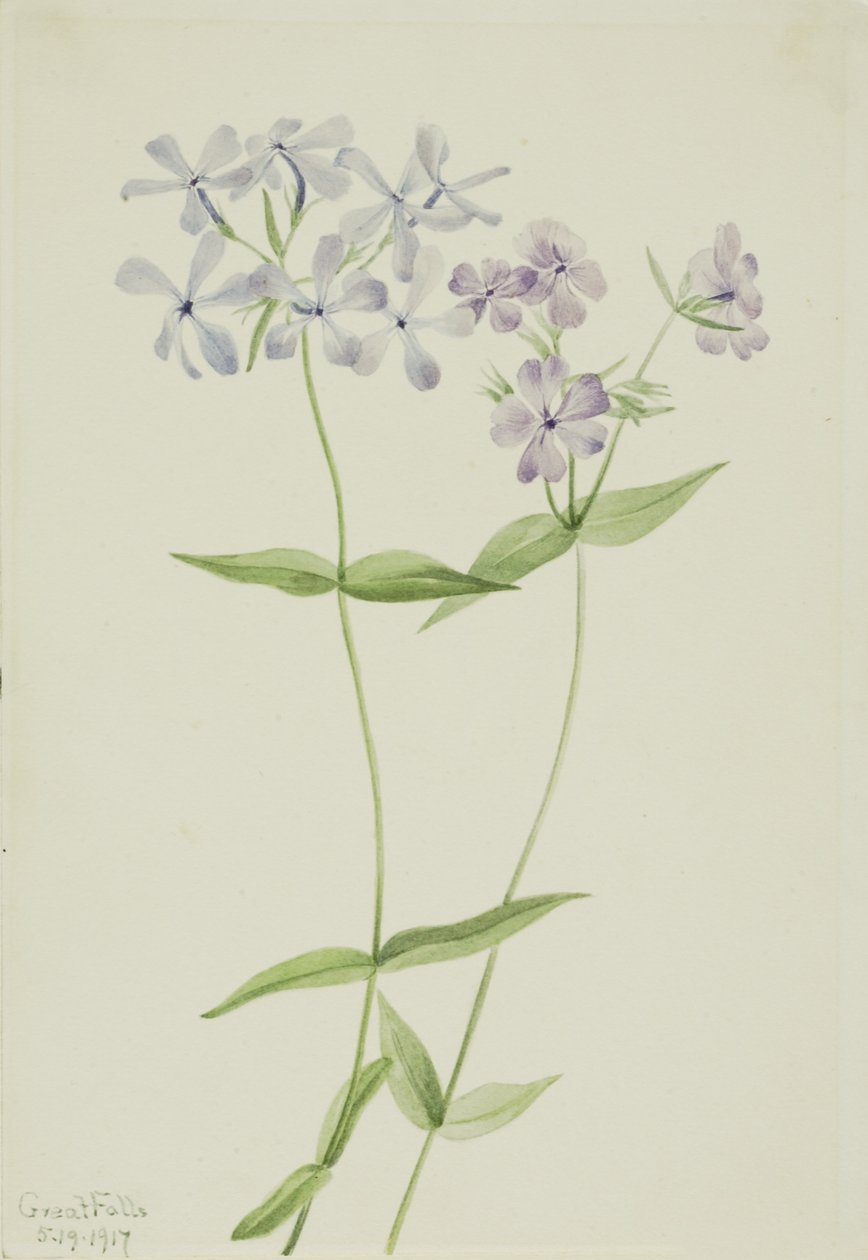  by Mary Vaux Walcott