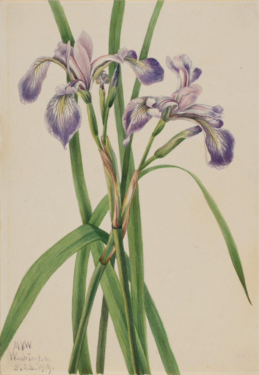Mavi bayraklı İris İris çok renkli, 1919. by Mary Vaux Walcott