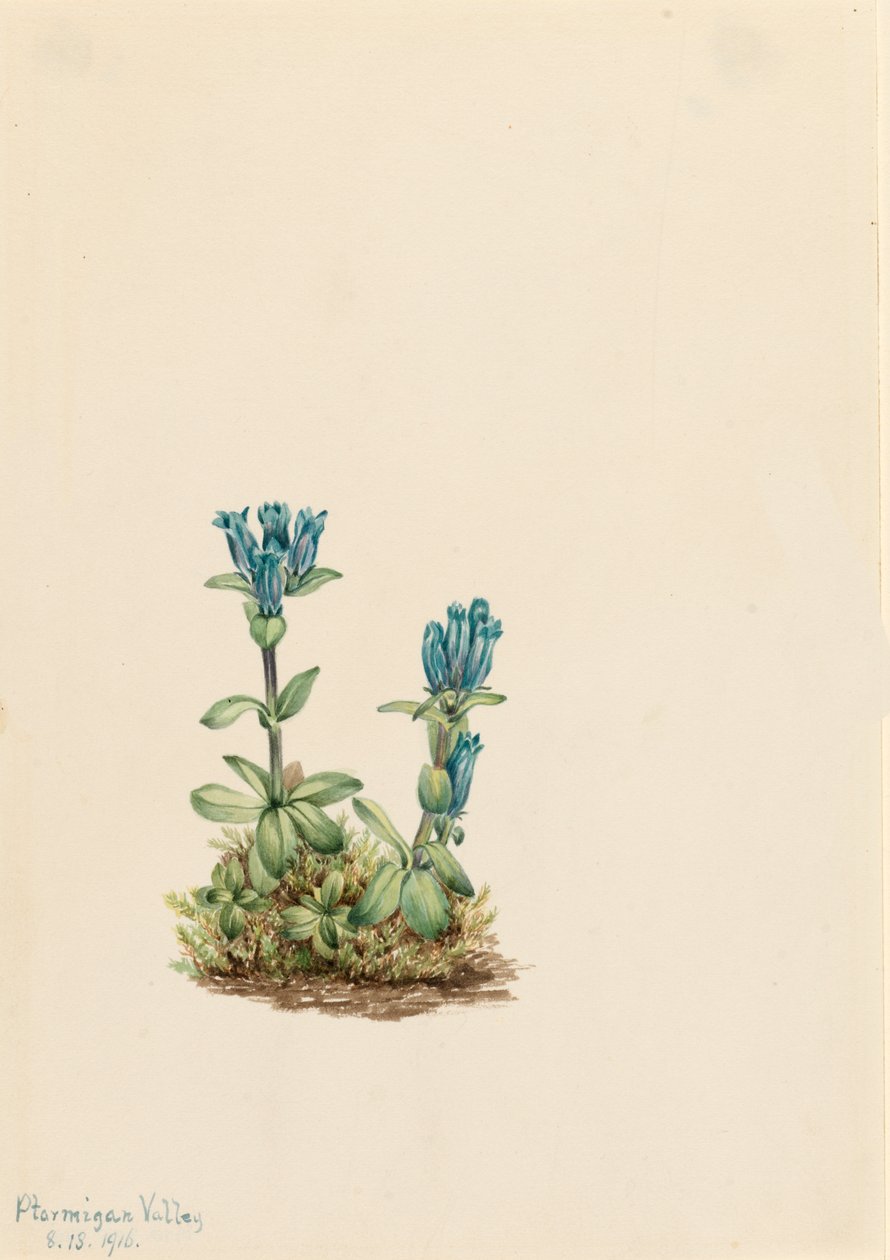 Bluegreen Gentian Gentiana glauca, 1916. by Mary Vaux Walcott