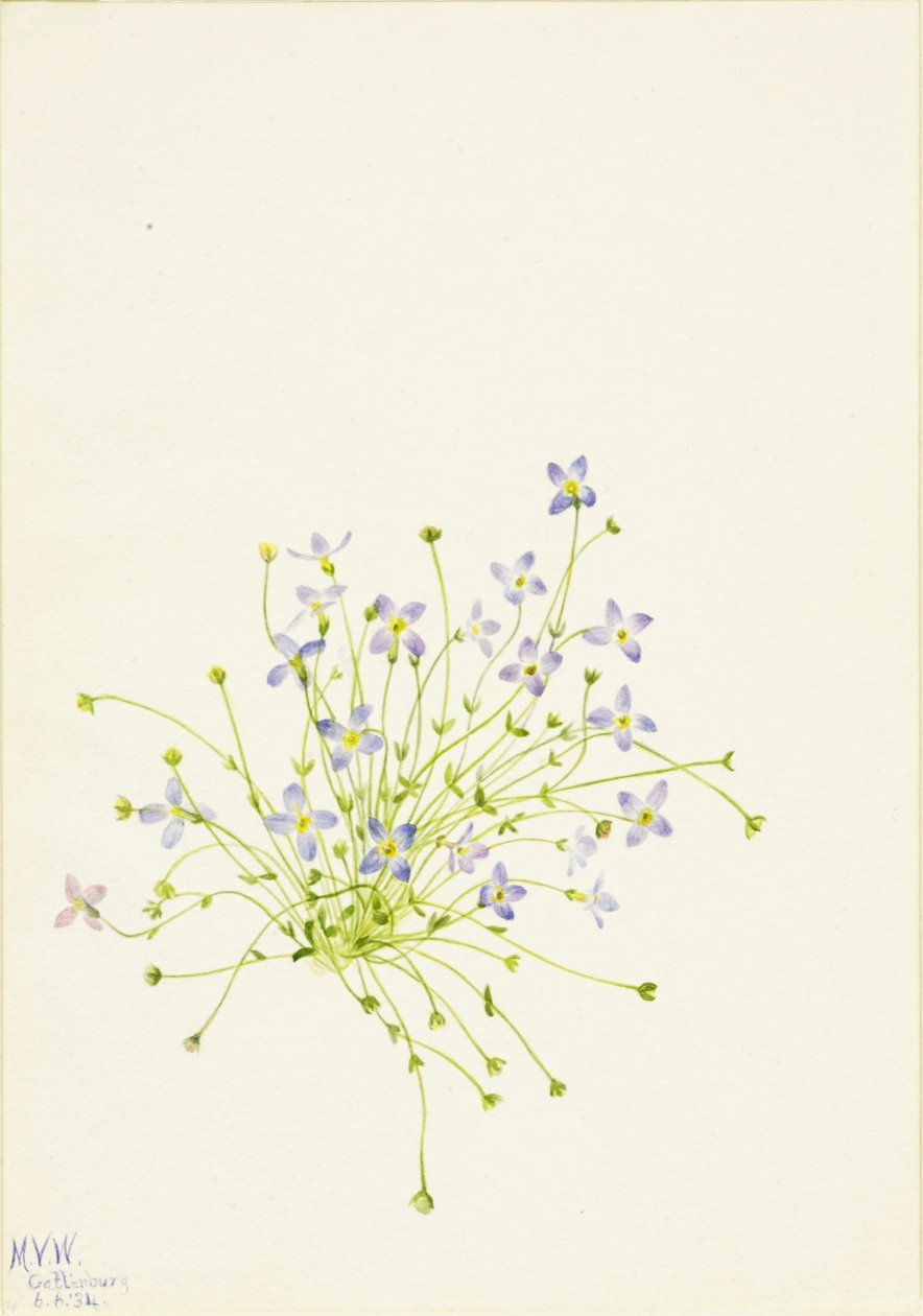  by Mary Vaux Walcott