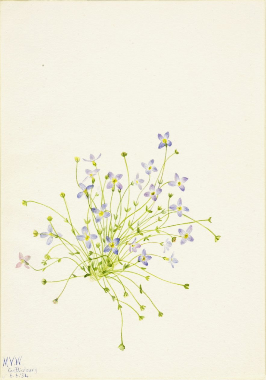 Bluets Houstonia serpyllifolia, 1934. by Mary Vaux Walcott
