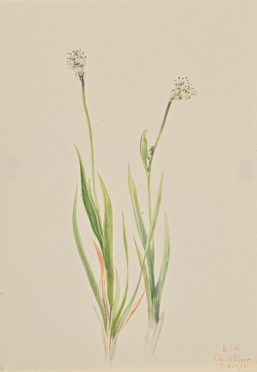Bog-Asphodel Tofieldia intermedia, 1920. by Mary Vaux Walcott