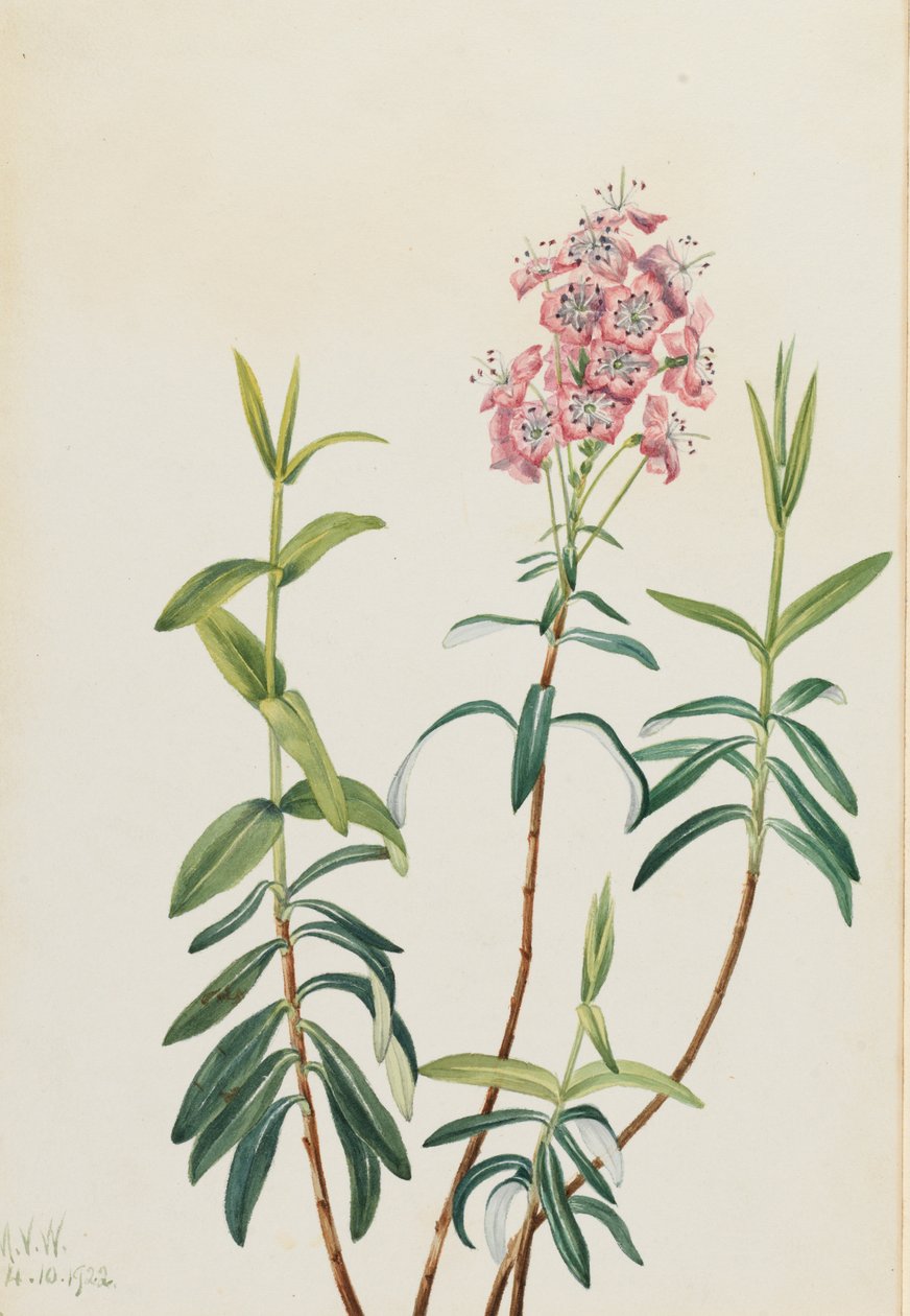 Bataklık Kalmia Kalmia polifolia, 1922. by Mary Vaux Walcott