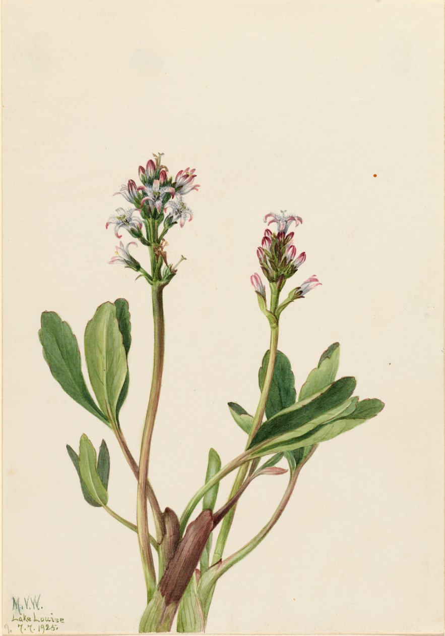 Bogbean Menyanthes trifoliata, 1925. by Mary Vaux Walcott