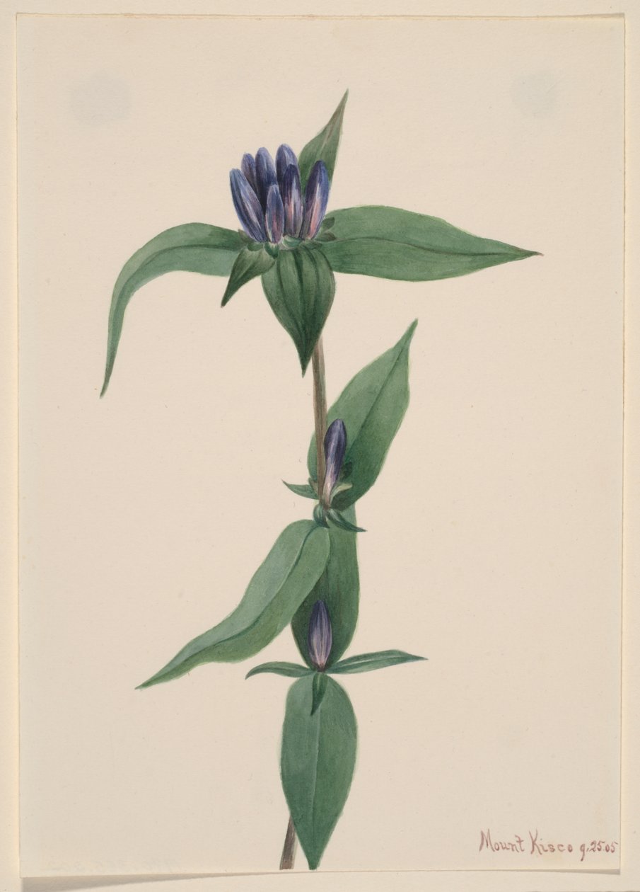  by Mary Vaux Walcott