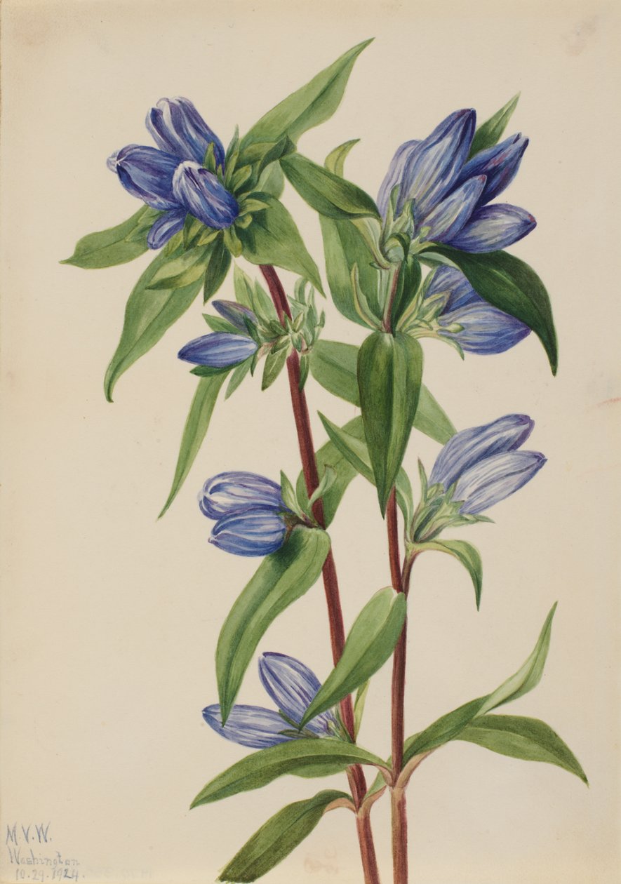 Şişe Gentian Gentiana saponaria, 1924. by Mary Vaux Walcott