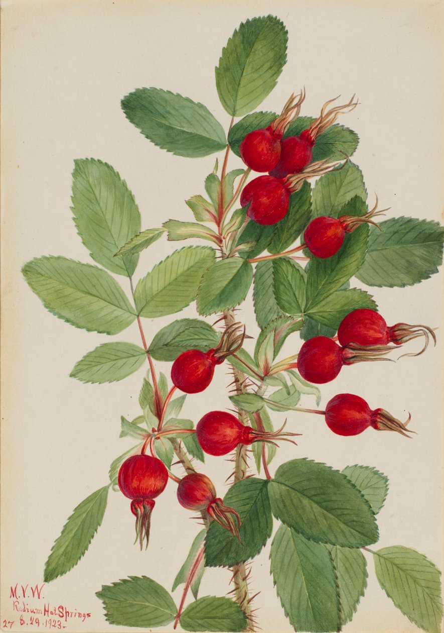  by Mary Vaux Walcott