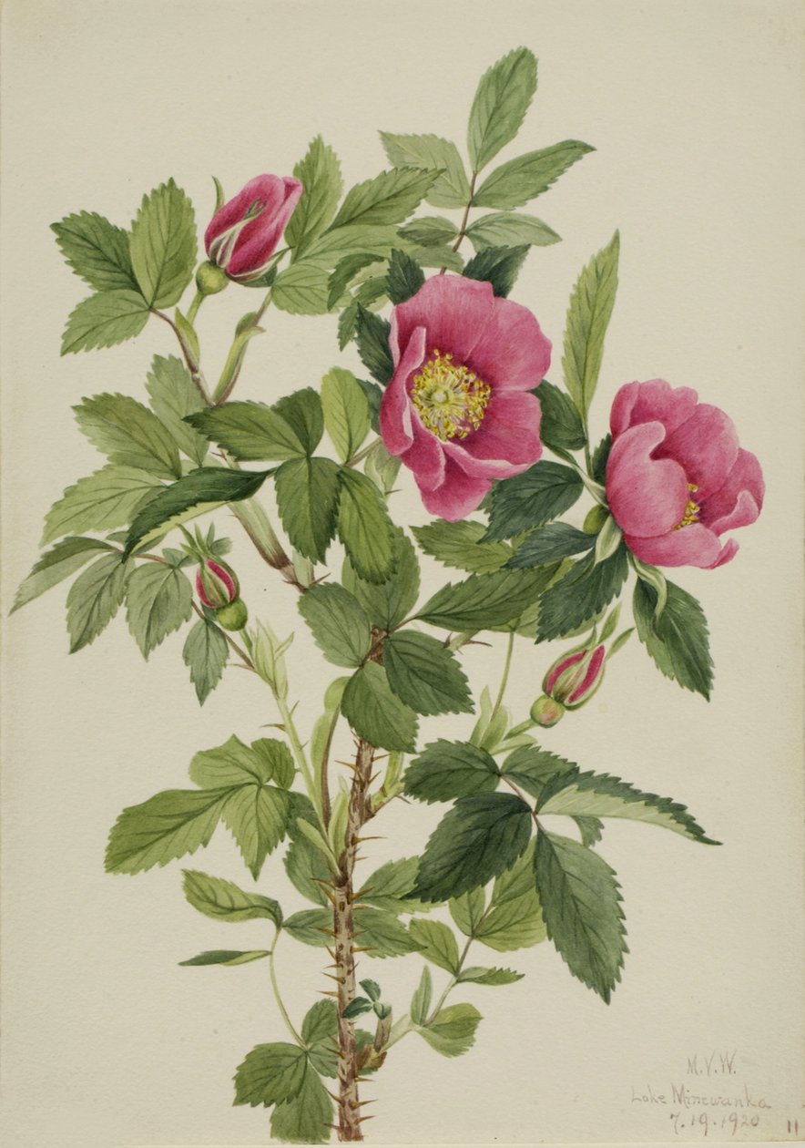 Burjuva Gülü Rosa Burjuana, 1920. by Mary Vaux Walcott