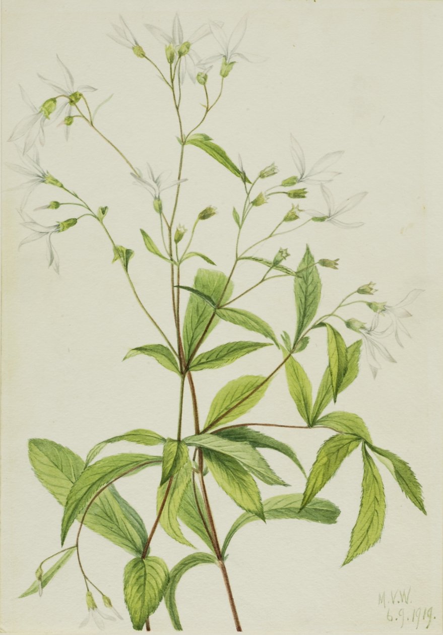  by Mary Vaux Walcott