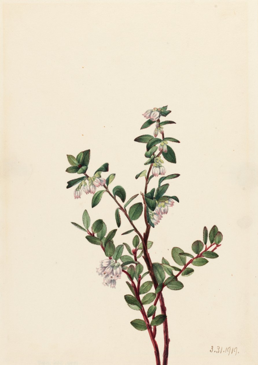Kutu Huckleberry Gaylussacia brachycera, 1919. by Mary Vaux Walcott