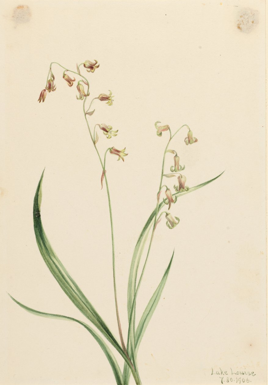  by Mary Vaux Walcott