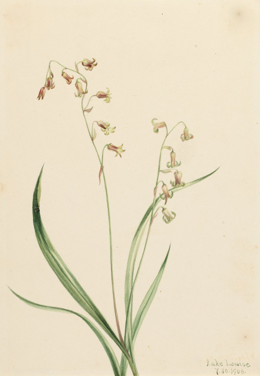 Bronzebells Stenantium occidentale, 1906. by Mary Vaux Walcott