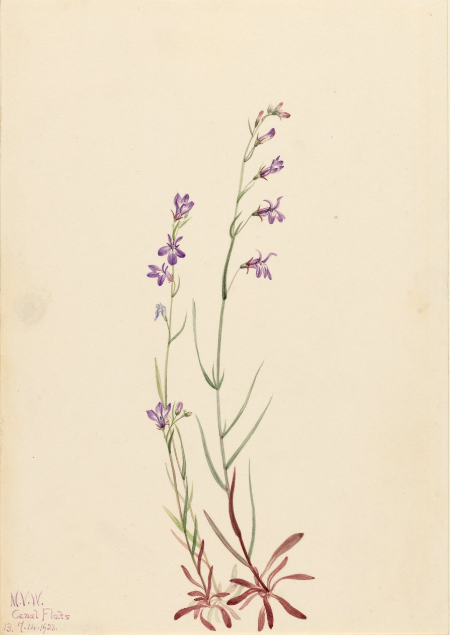 Brook Lobelia Lobelia Kalmii, 1923. by Mary Vaux Walcott