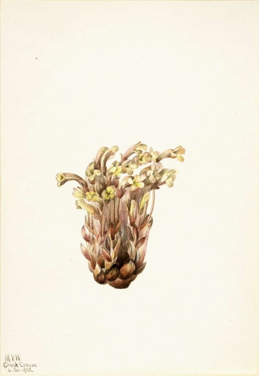  by Mary Vaux Walcott