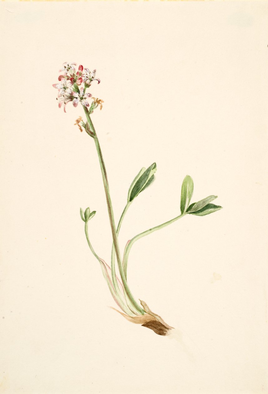 Buckbean Menyanthes trifoliata, yaklaşık. 1900-1920. by Mary Vaux Walcott