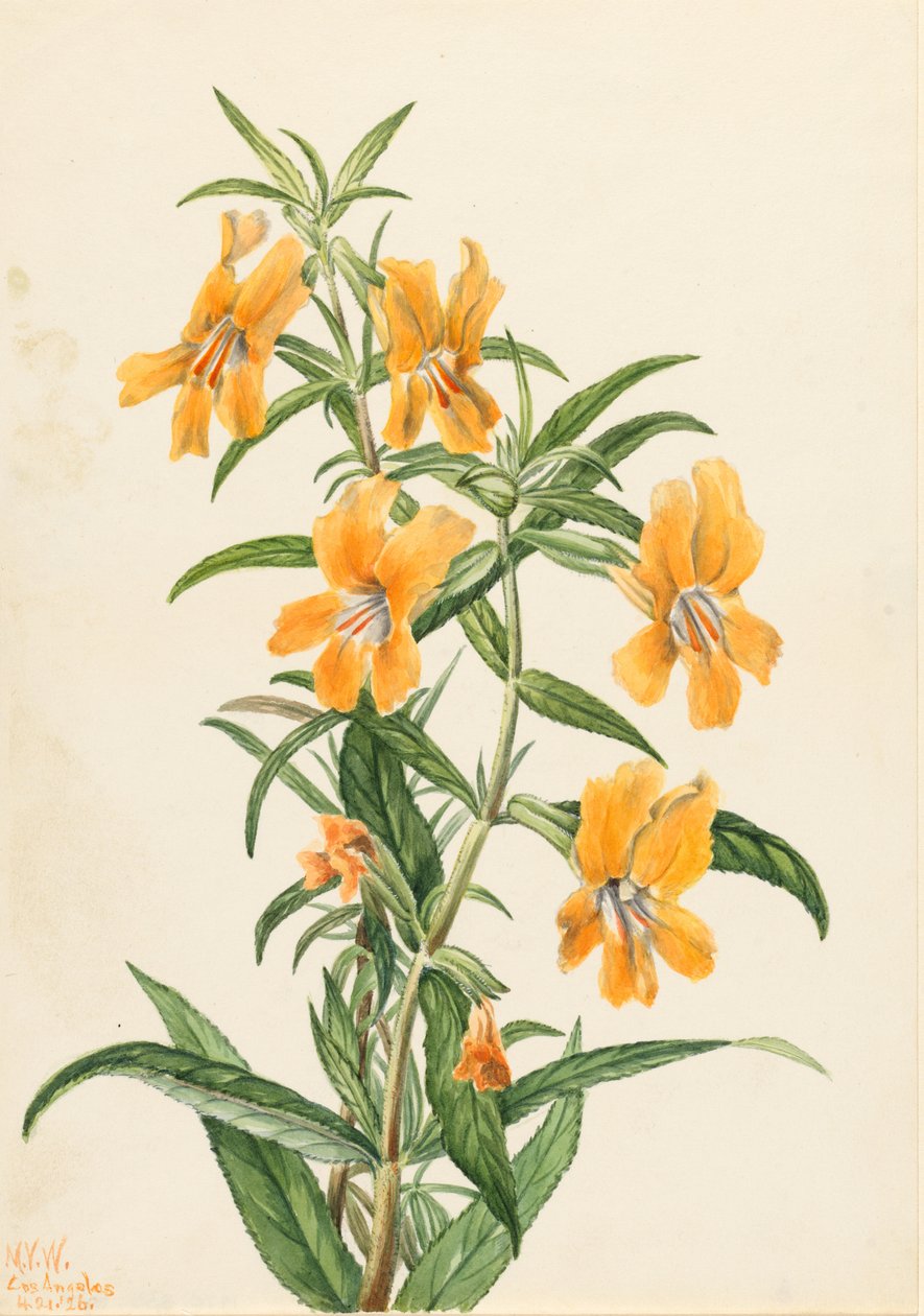  by Mary Vaux Walcott