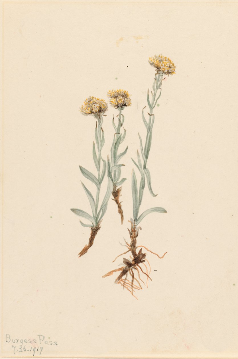 Buff Pussytoes Antennaria luzuloides, 1917. by Mary Vaux Walcott