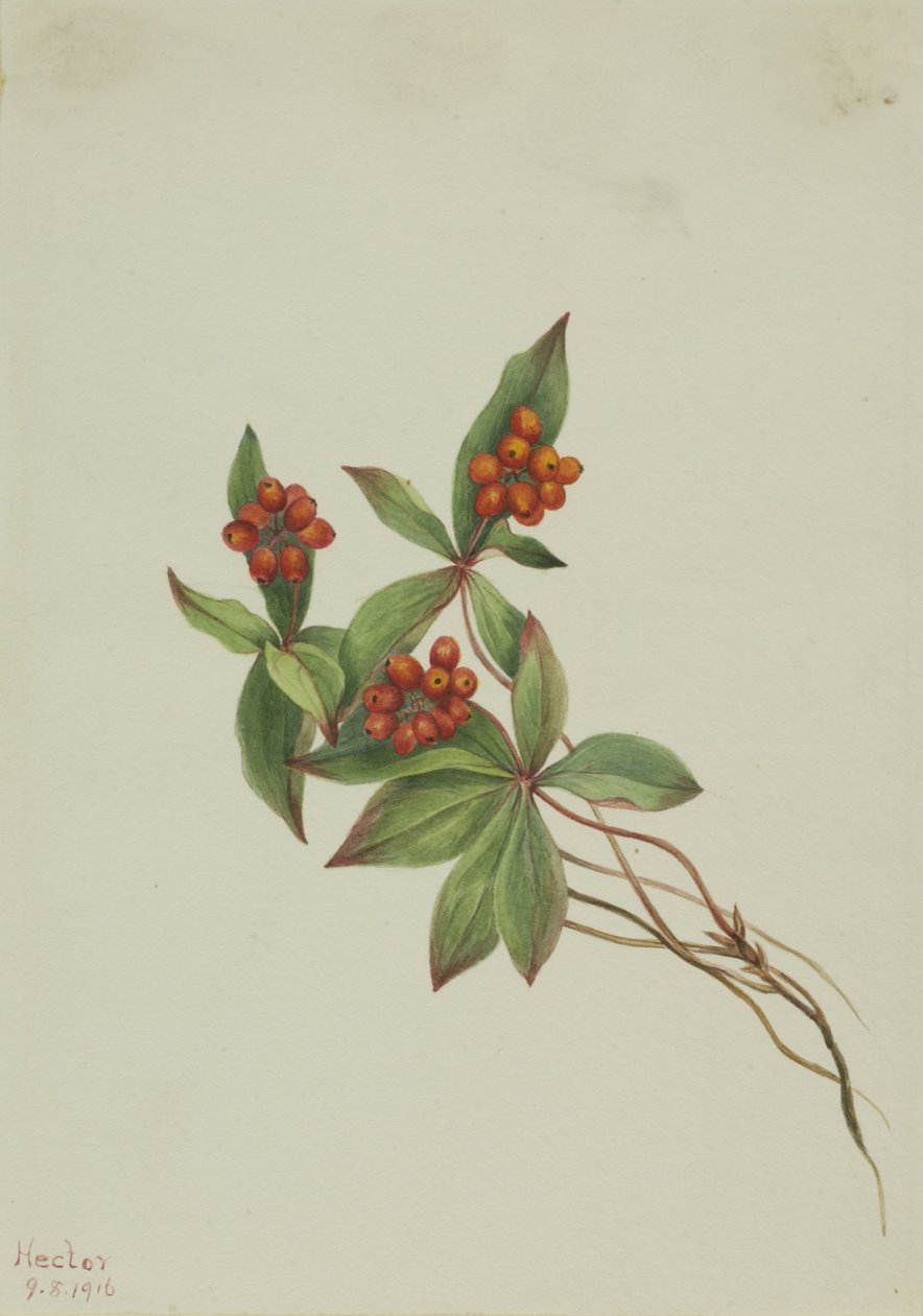  by Mary Vaux Walcott