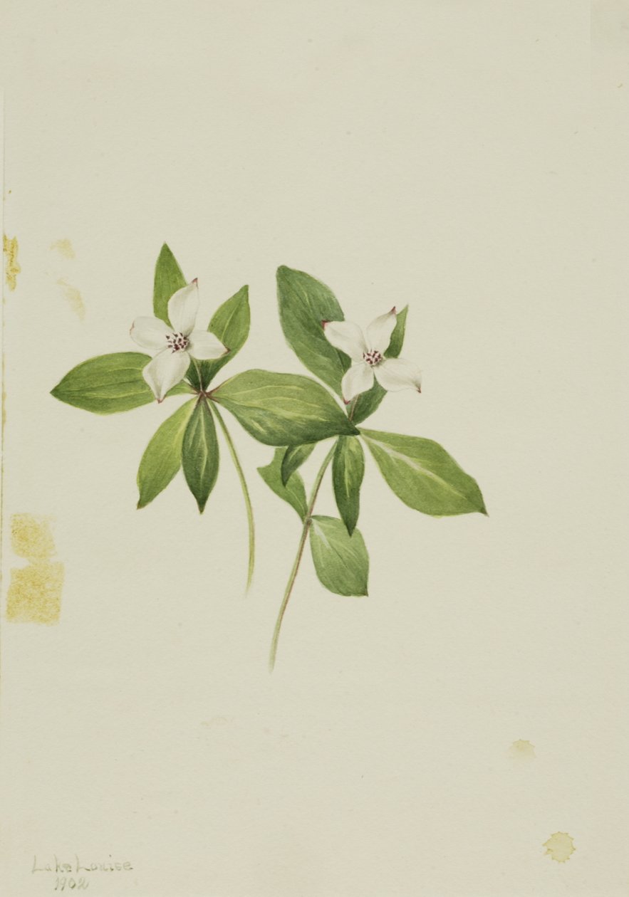 Bunchberry Cornus canadensis, 1902 by Mary Vaux Walcott
